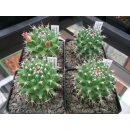 Mammillaria carnea ( cuicatlan) Nachzuchtpflanzen mit...