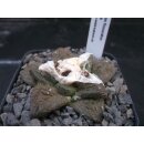 Ariocarpus lloydii 6cm wurzelecht !