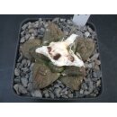 Ariocarpus lloydii 6cm wurzelecht !