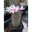 Mammillaria fraileana TL995 selten und bl&uuml;hf&auml;hig !
