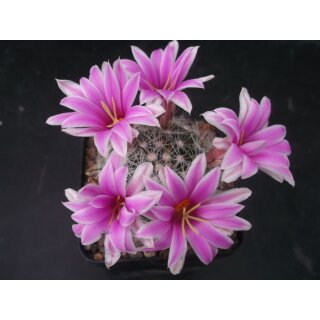 Mammillaria boolii 7cm  / wurzelecht !