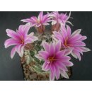 Mammillaria boolii 7cm  / wurzelecht !