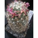 Mammillaria boolii 7cm  / wurzelecht !