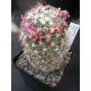Mammillaria boolii 7cm  / wurzelecht !
