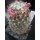 Mammillaria boolii 7cm  / wurzelecht !