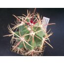 Ferocactus recurvus selten !