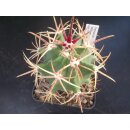 Ferocactus recurvus selten !