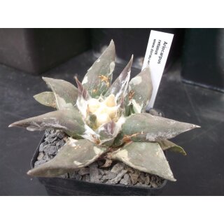 Ariocarpus retusus 9,5cm wurzelecht !