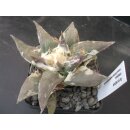 Ariocarpus retusus 9,5cm wurzelecht !