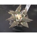 Ariocarpus retusus 9,5cm wurzelecht !