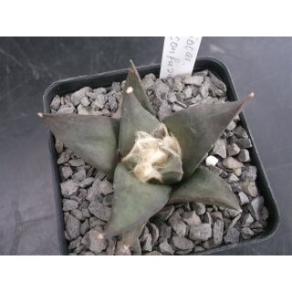 Ariocarpus confusus 6,5cm wurzelecht !