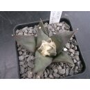 Ariocarpus confusus 6,5cm wurzelecht !