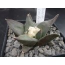 Ariocarpus confusus 6,5cm wurzelecht !