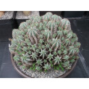 Euphorbia horrida var. minor Riesenpflanze 27cm !