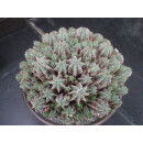 Euphorbia horrida var. minor Riesenpflanze 27cm !