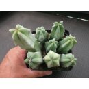 Myrtillocactus geometricans Pfropfunterlagen (2) !!
