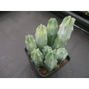 Myrtillocactus geometricans Pfropfunterlagen (2) !!