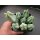 Myrtillocactus geometricans Pfropfunterlagen (2) !!
