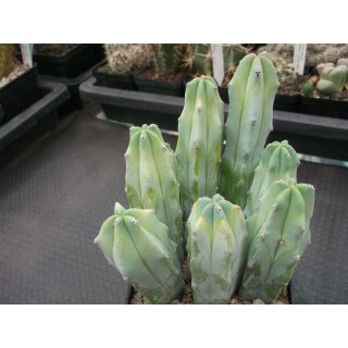 Myrtillocactus geometricans Pfropfunterlagen (3) !!