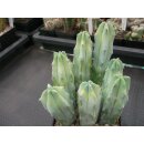 Myrtillocactus geometricans Pfropfunterlagen (3) !!