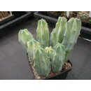 Myrtillocactus geometricans Pfropfunterlagen (3) !!