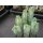 Myrtillocactus geometricans Pfropfunterlagen (3) !!