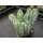 Myrtillocactus geometricans Pfropfunterlagen (3) !!