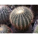 Ferocactus histrix  XXL Riesenpflanze /...