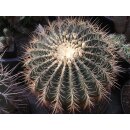 Ferocactus histrix  XXL Riesenpflanze /...