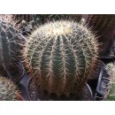 Ferocactus histrix  XXL Riesenpflanze / Solit&auml;rpflanze !!