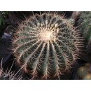 Ferocactus histrix  XXL Riesenpflanze / Solit&auml;rpflanze !!