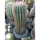 Ferocactus stainesii  XXXL Riesenpflanze /...