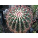 Ferocactus stainesii  XXXL Riesenpflanze /...