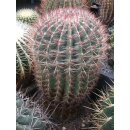 Ferocactus pilosus  XXL Riesenpflanze /...