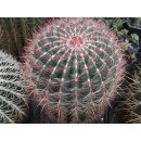 Ferocactus pilosus  XXL Riesenpflanze /...