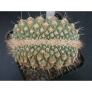 Strombocactus disciformis Cristate  / Rarit&auml;t !!