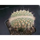 Strombocactus disciformis Cristate  / Rarit&auml;t !!