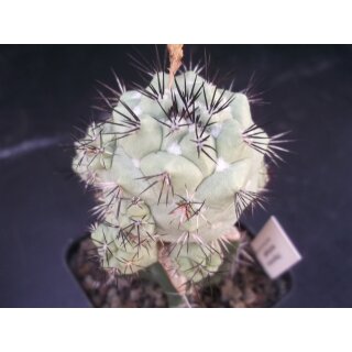 Ortegocactus macdougallii gro&szlig;  / Rarit&auml;t !