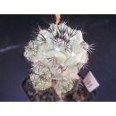 Ortegocactus macdougallii gro&szlig;  / Rarit&auml;t !