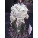 Ortegocactus macdougallii gro&szlig;  / Rarit&auml;t !