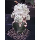 Ortegocactus macdougallii gro&szlig;  / Rarit&auml;t !