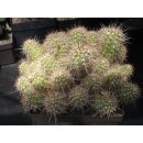 Echinocereus pacificus Riesenpflanze 30cm  !