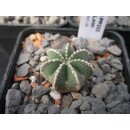 Aztekium hintonii / wurzelecht Aussaat 2014 !