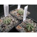 Aztekium hintonii / wurzelecht Aussaat 2014 !