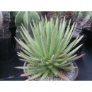 Agave schidigera gro&szlig; 30cm !