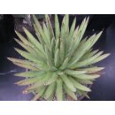 Agave schidigera gro&szlig; 30cm !