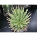 Agave schidigera gro&szlig; 30cm !