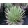 Agave schidigera gro&szlig; 30cm !