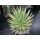 Agave schidigera gro&szlig; 30cm !