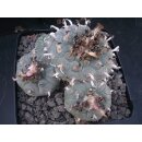 Lophophora williamsii Schaupflanze !!
